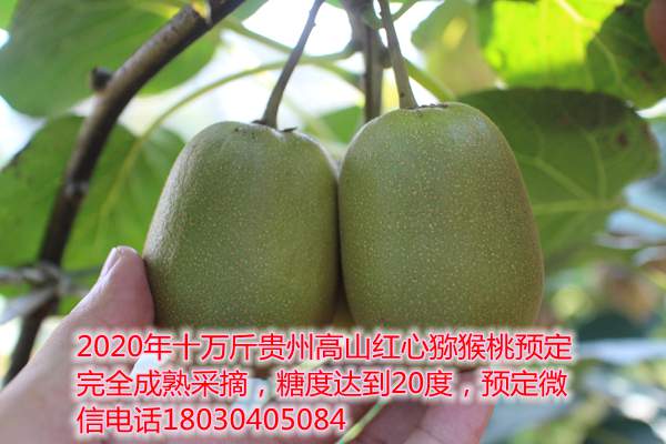 獼猴桃訂購(gòu)二維碼