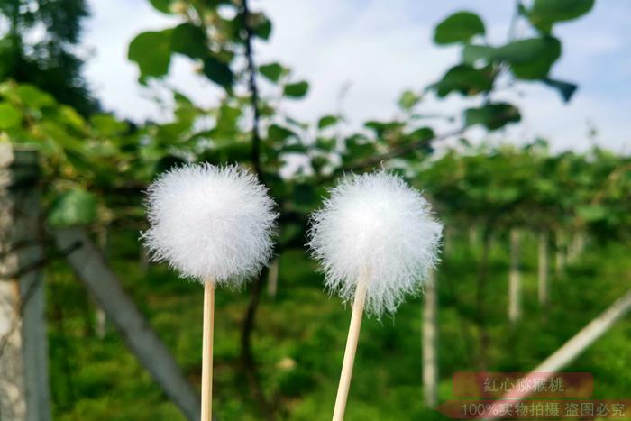 獼猴桃授粉專(zhuān)用的羽絨筆