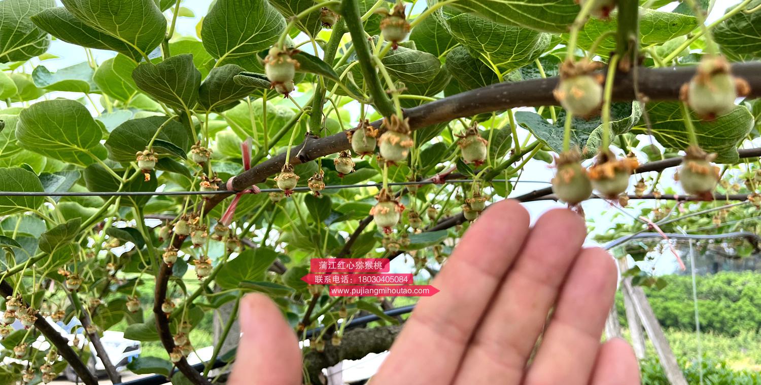 Newly pollinated young kiwifruit from Hongyang