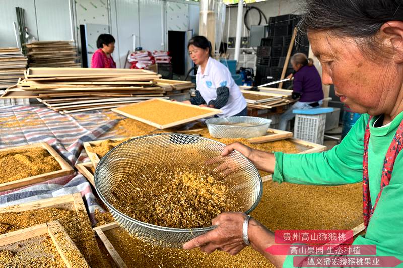 把收集好的花藥均勻的攤薄在獼猴桃花粉烘干托盤(pán)上