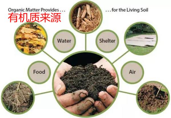 秋施獼猴桃“月子肥”作用巨大，你知道不？秋季施肥技術(shù)