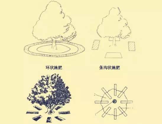 秋施獼猴桃“月子肥”作用巨大，你知道不？秋季施肥技術(shù)
