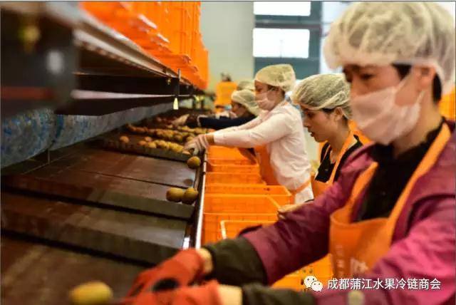 四川蒲江紅心獼猴桃產(chǎn)銷對接會(huì)