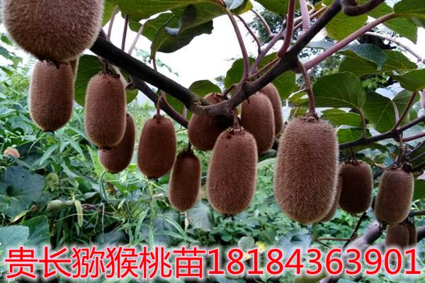 貴長獼猴桃