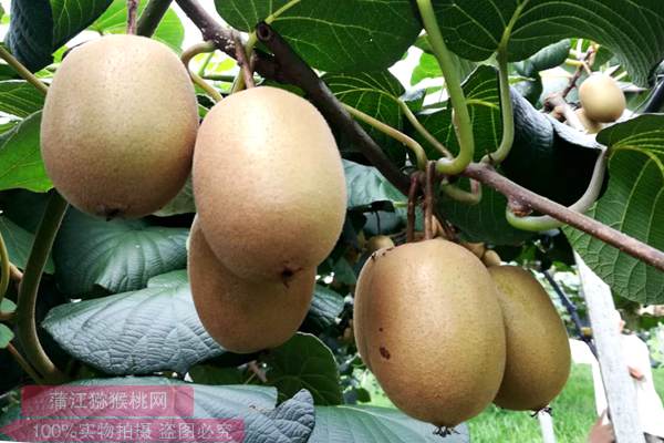 佳沛陽(yáng)光金果