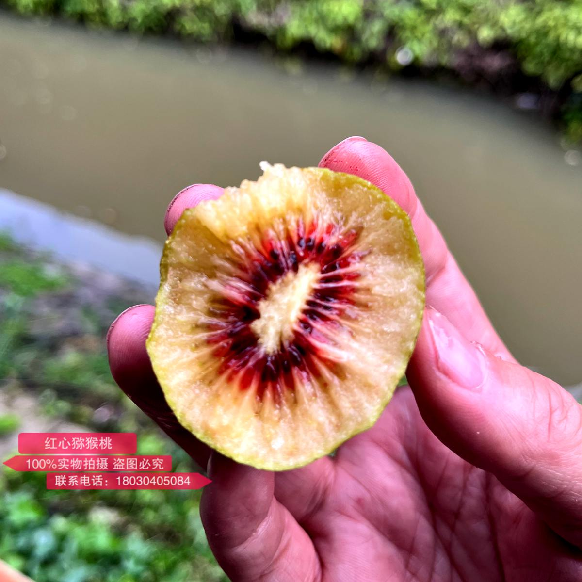 買(mǎi)了一盒新西蘭佳沛的寶石奇異果